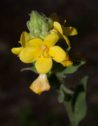Attēlu rezultāti vaicājumam “Verbascum thapsus flower”