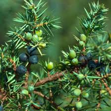 Attēlu rezultāti vaicājumam “Juniperus communis”