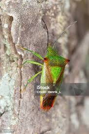 Attēlu rezultāti vaicājumam “Acanthosoma haemorrhoidale”