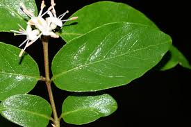 Attēlu rezultāti vaicājumam “Caprifoliaceae”