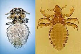Attēlu rezultāti vaicājumam “Licea pygmaea sessile”