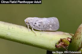 Attēlu rezultāti vaicājumam “Planaphrodes sp.”