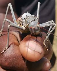 Attēlu rezultāti vaicājumam “Decticus verrucivorus nymph”