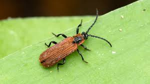 Attēlu rezultāti vaicājumam “Lycidae”