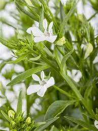 Image result for Lobelien