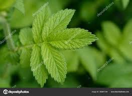 Attēlu rezultāti vaicājumam “Agrimonia eupatoria leaf”