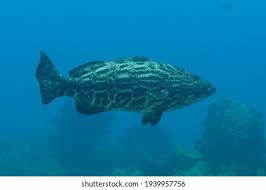 Image result for Mycteroperca interstitialis