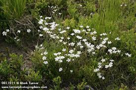 Attēlu rezultāti vaicājumam “Arenaria procera flower”