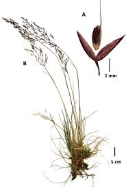 Attēlu rezultāti vaicājumam “Agrostis canina leaf”