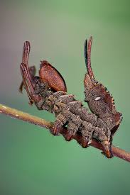 Attēlu rezultāti vaicājumam “Stauropus fagi larva”