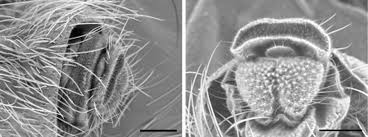 Attēlu rezultāti vaicājumam “Diderma roanense macro”