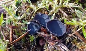 Attēlu rezultāti vaicājumam “Pseudoplectania nigrella”