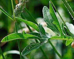 Attēlu rezultāti vaicājumam “Centaurea scabiosa leaf”