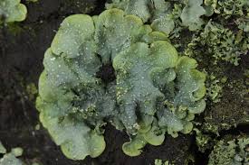 Attēlu rezultāti vaicājumam “Punctelia subrudecta”