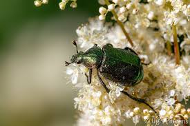 Attēlu rezultāti vaicājumam “Gnorimus variabilis”