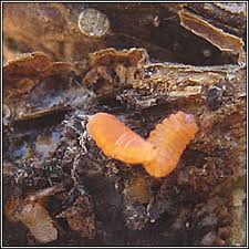 Attēlu rezultāti vaicājumam “Lasioptera rubi”