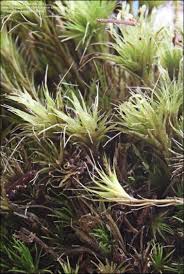 Attēlu rezultāti vaicājumam “Campylopus introflexus”