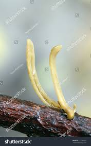 Attēlu rezultāti vaicājumam “Macrotyphula fistulosa”