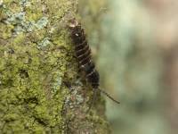 Attēlu rezultāti vaicājumam “Phosphaenus hemipterus”