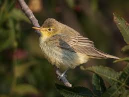 Image result for Hippolais polyglotta