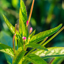 Attēlu rezultāti vaicājumam “Epilobium hirsutum leaf”