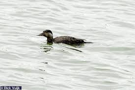 Attēlu rezultāti vaicājumam “Melanitta nigra male”