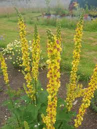 Image result for Verbascum nigrum