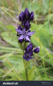 Attēlu rezultāti vaicājumam “Swertia perennis”