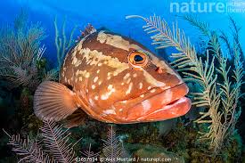 Image result for Epinephelus striatus