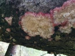 Attēlu rezultāti vaicājumam “Phlebia centrifuga”