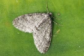 Attēlu rezultāti vaicājumam “Trichopteryx carpinata”