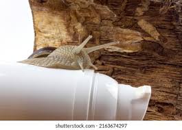 Attēlu rezultāti vaicājumam “Symphytocarpus flaccidus young”