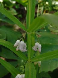 Attēlu rezultāti vaicājumam “Polygonatum verticillatum”