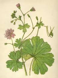 Attēlu rezultāti vaicājumam “Geranium molle”