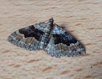 Attēlu rezultāti vaicājumam “Xanthorhoe quadrifasiata”