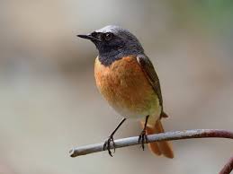 Attēlu rezultāti vaicājumam “Phoenicurus phoenicurus”