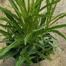 Attēlu rezultāti vaicājumam “Campanula persicifolia leaf”