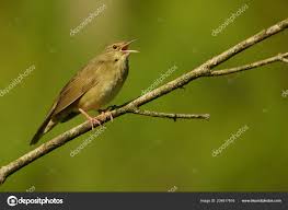 Image result for Locustella fluviatilis