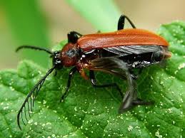 Attēlu rezultāti vaicājumam “Schizotus pectinicornis larva”