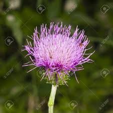 Attēlu rezultāti vaicājumam “Cirsium heterophyllum flower”