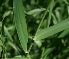 Attēlu rezultāti vaicājumam “Phalaroides arundinacea leaf”