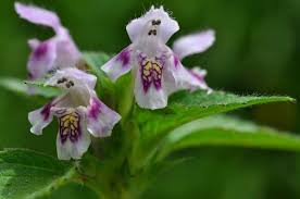 Attēlu rezultāti vaicājumam “Galeopsis tetrahit”