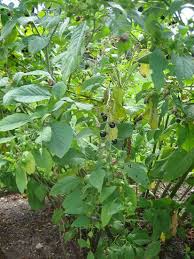 Image result for beladona