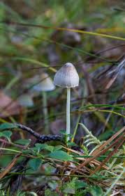 Attēlu rezultāti vaicājumam “Mycena filopes”