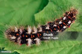 Attēlu rezultāti vaicājumam “Acronicta aceris larva”