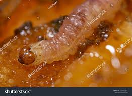 Attēlu rezultāti vaicājumam “Grapholita funebrana larva”