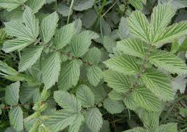 Attēlu rezultāti vaicājumam “Filipendula ulmaria”