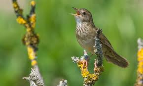 Image result for Locustella naevia