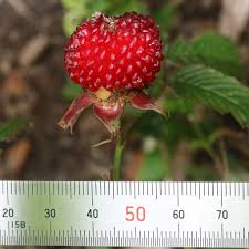 Attēlu rezultāti vaicājumam “Rubus illecebrosus fruit”