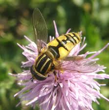 Attēlu rezultāti vaicājumam “Helophilus pendulus”